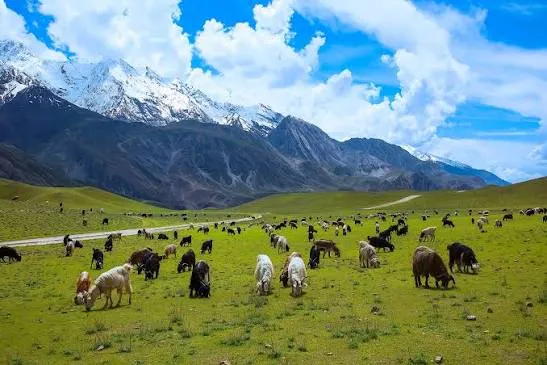 Chitral Gol National Park