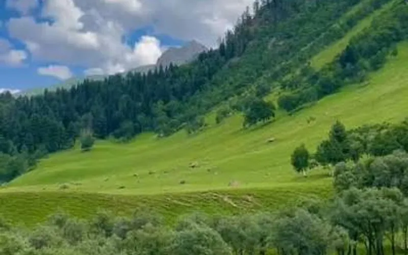 Minimarg Meadows